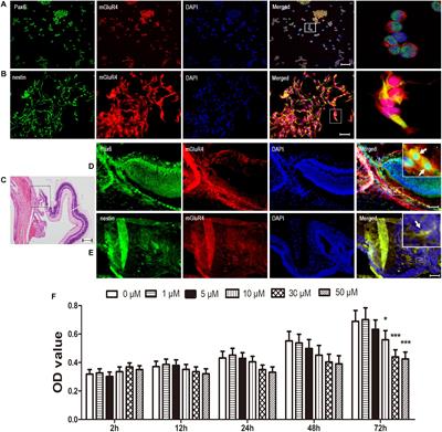 Activation of Type 4 Metabotropic Glutamate Receptor Regulates Proliferation and Neuronal Differentiation in a Cultured Rat Retinal Progenitor Cell Through the Suppression of the cAMP/PTEN/AKT Pathway